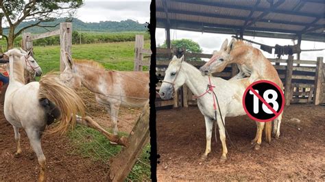 cruzamento de jumenta|é isso que acontece quando O JUMENTO CRUZA COM A ÉGUA